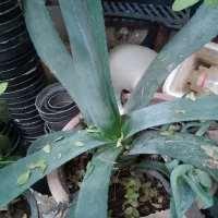 گل و گیاه آپارتمانی و گل بابا آدم|گل و گیاه طبیعی|تبریز, |دیوار