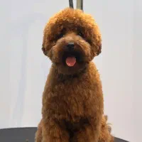 پودل توی|سگ|تهران, شهرک آزمایش|دیوار