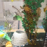 آکواریوم|ماهی|محمدشهر, ولدآباد|دیوار