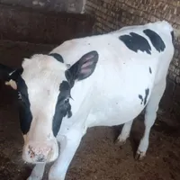 گوساله