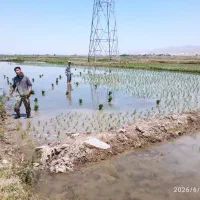 اکیب برنجکار بچه های دورود