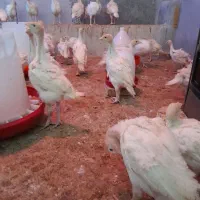 بوقلمون بیوتی ۶|حیوانات مزرعه|قم, قم نو|دیوار