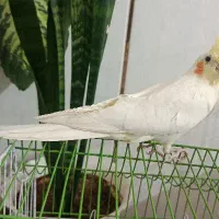 عروس هلندی لوتینو