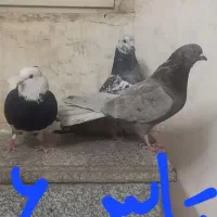 کفتر جفت|پرنده|یزد, |دیوار