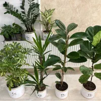 گل بلند زیبا