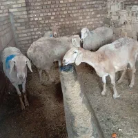 چهار رس میش جوان و دو رس بزغاله