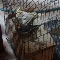 عروس نروماده