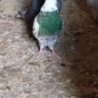 کبوتر پرشی|پرنده|اصفهان, سلطان‌آباد|دیوار