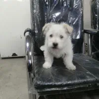 نژاد شیتزو مالتیز|سگ|تبریز, |دیوار