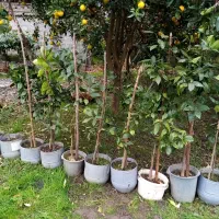 نهال پرتقال خونی