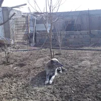 سگ نگهبانسگ|سگ|جوادآباد, |دیوار