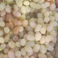 فروش انگورسرخ زمستانی