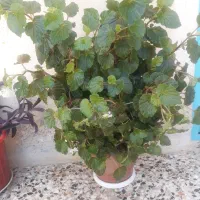 گلهای خونگی