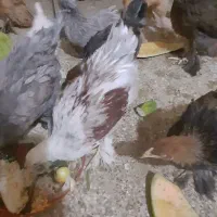 مرغ و خروس برهما