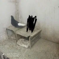زاغی