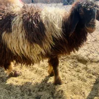 گوسفند بره شیر ماده کوچک