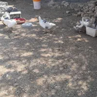 غاز و جوجه غاز