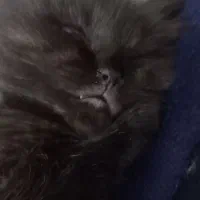 گربه