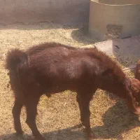 فروش دوبر پاکستانی چاق
