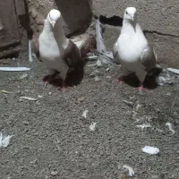 کبوتر|پرنده|ارشق, |دیوار