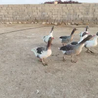 غاز|حیوانات مزرعه|دهلران, |دیوار