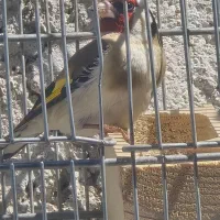 سهره سر سیاه دهن زن