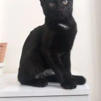 واگذاری گربه 3 ماهه.نژاد DSH