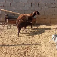میش افشاری بابره