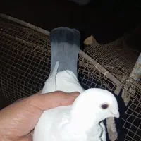 کبوتر|پرنده|سعدآباد, |دیوار