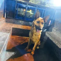 ژرمن ماده اصل|سگ|ورامین, خیر آباد|دیوار