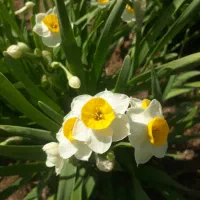 پیاز گل نرگس نهال زرشک قهستان نهال عناب نهالستان|عمدهفروشی|اصفهان, کوی شهید کشوری|دیوار