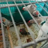 فروش جمله فنچ|پرنده|بندرعباس, |دیوار