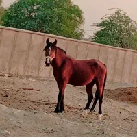 اسب نریان کرد