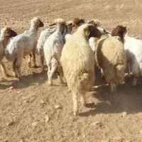 قوچ سنجابی|حیوانات مزرعه|خرمآباد, |دیوار