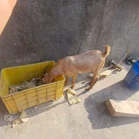 کهره نر ۱۲ کیلیویی