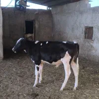 فروش گوساله