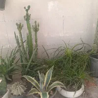 گیاه ، کاکتوس و ساکولنت|گل و گیاه طبیعی|رباط‌کریم, رباط‌کریم|دیوار