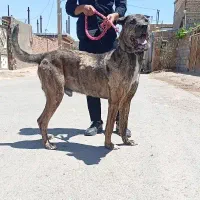 قیمت 17|سگ|تربت‌حیدریه, بالا ولایت|دیوار