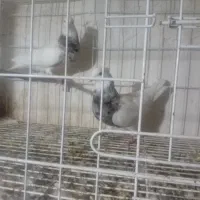 ۲عدد طوقی ماده درجه ۱