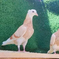 شازده زرد کاکلی