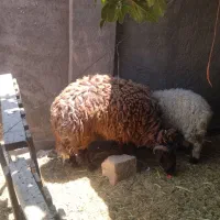 کود گوسفندی