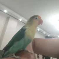 طوطی برزیلی (کوتوله) ماده