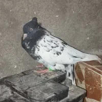 کبوتر|پرنده|مسجد سلیمان, |دیوار