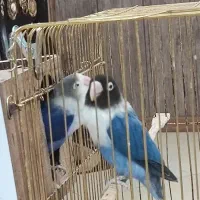 دو جفت کوتوله