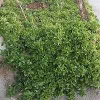 قلمه ناز|گل و گیاه طبیعی|محلات, |دیوار