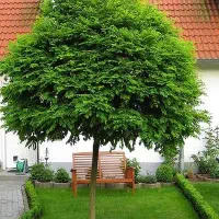 نهال اقاقیا پیوندی