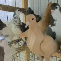 حیون زدوخوری چپ زرد کله سینه|پرنده|مشهد, سازمان آب|دیوار