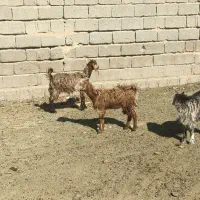 کهره ترکی|حیوانات مزرعه|شیراز, بید زرد|دیوار