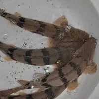 ماهی پولی اندیچری|ماهی|تهران, مولوی|دیوار