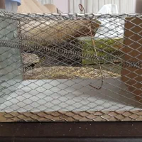 تله موش کاربردی